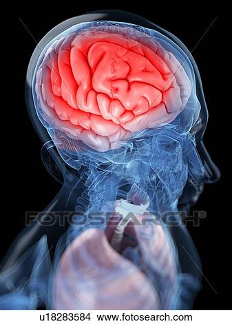 Stock Illustration - Head anatomy, artwork. Fotosearch