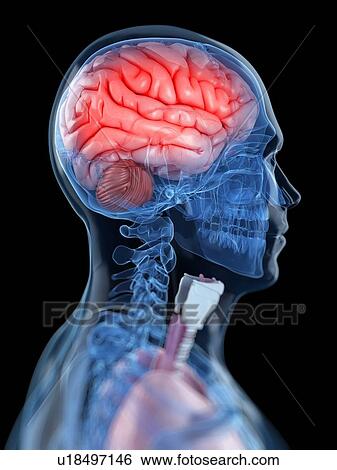 Stock Illustration - Head anatomy, artwork. Fotosearch