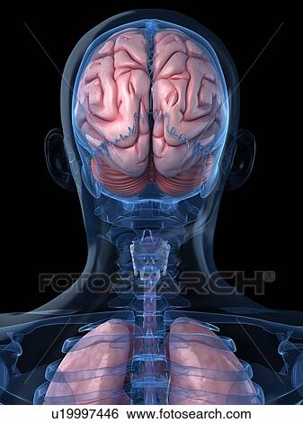 Head anatomy, artwork View Large Illustration Stock Illustration - Head anatomy, artwork. Fotosearch