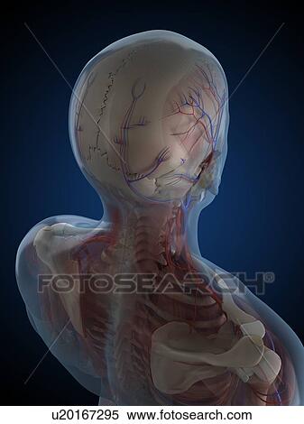 Head anatomy, artwork View Large Illustration Stock Illustration - Head anatomy, artwork. Fotosearch