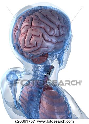 Head anatomy, artwork View Large Illustration Stock Illustration - Head anatomy, artwork. Fotosearch