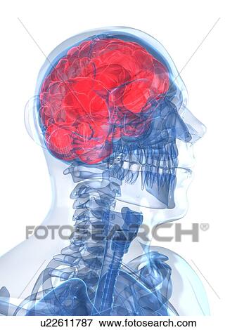 Head anatomy, artwork View Large Illustration Stock Illustration - Head anatomy, artwork. Fotosearch