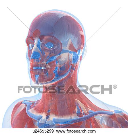 Stock Illustration - Head anatomy, artwork. Fotosearch