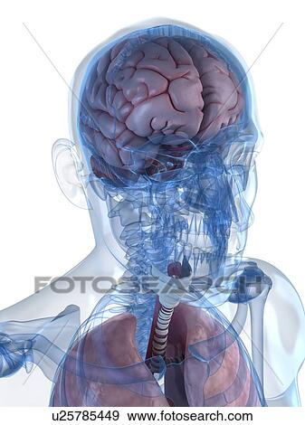 Stock Illustration - Head anatomy, artwork. Fotosearch