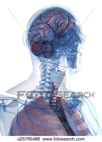 Head anatomy, artwork View Large Illustration Stock Illustration - Head anatomy, artwork. Fotosearch