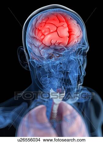 Head anatomy, artwork View Large Illustration Stock Illustration - Head anatomy, artwork. Fotosearch