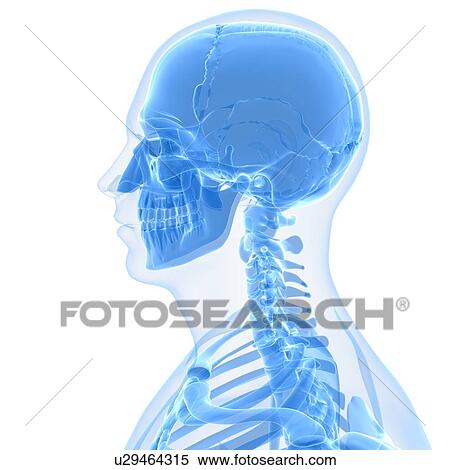 Head anatomy, artwork View Large Illustration Stock Illustration - Head anatomy, artwork. Fotosearch