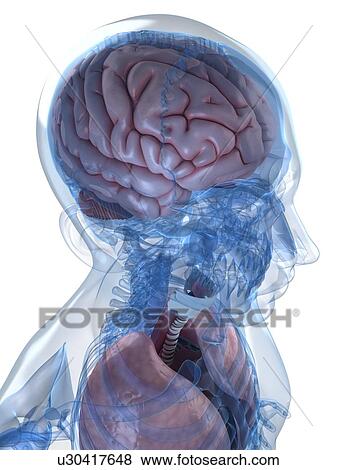 Head anatomy, artwork View Large Illustration Stock Illustration - Head anatomy, artwork. Fotosearch