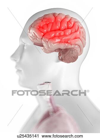 Headache, conceptual artwork View Large Illustration Clip Art - Headache, conceptual artwork. Fotosearch