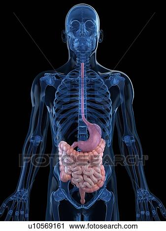 Healthy digestive system, artwork View Large Illustration Clip Art - Healthy digestive system, artwork. Fotosearch