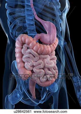 Healthy digestive system, artwork View Large Illustration Clip Art - Healthy digestive system, artwork. Fotosearch
