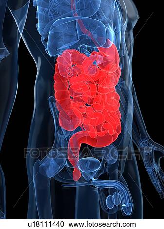 Clipart - Healthy digestive system, artwork. Fotosearch