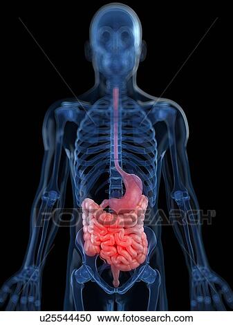 Clipart - Healthy digestive system, artwork. Fotosearch