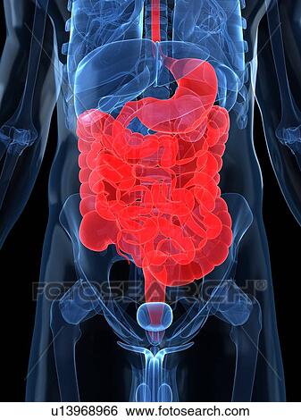 Healthy digestive system, artwork View Large Illustration Stock Illustration - Healthy digestive system, artwork. Fotosearch