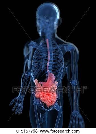 Stock Illustration - Healthy digestive system, artwork. Fotosearch