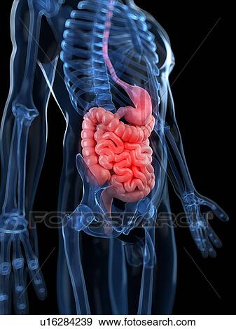 Stock Illustration - Healthy digestive system, artwork. Fotosearch