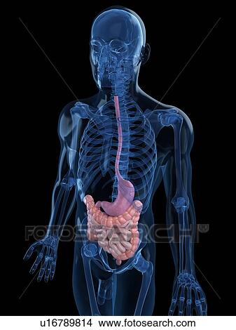 Stock Illustration - Healthy digestive system, artwork. Fotosearch