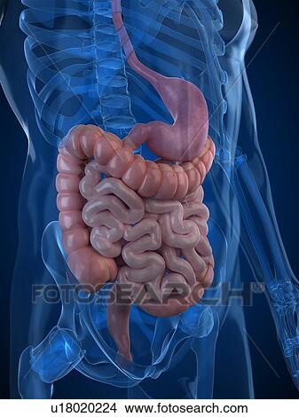 Healthy digestive system, artwork View Large Illustration Stock Illustration - Healthy digestive system, artwork. Fotosearch