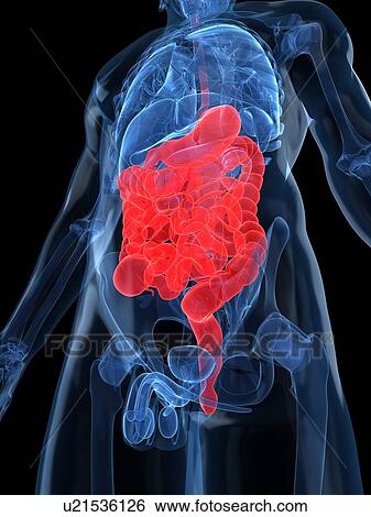 Stock Illustration - Healthy digestive system, artwork. Fotosearch