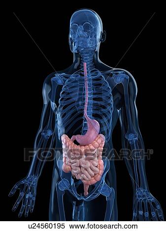 Healthy digestive system, artwork View Large Illustration Stock Illustration - Healthy digestive system, artwork. Fotosearch