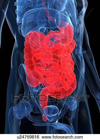 Stock Illustration - Healthy digestive system, artwork. Fotosearch