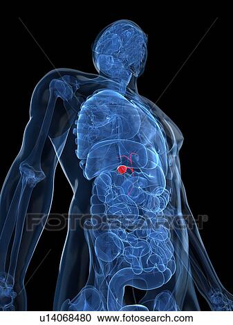Clipart - Healthy gallbladder, artwork. Fotosearch