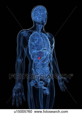 Healthy gallbladder, artwork View Large Illustration Clipart - Healthy gallbladder, artwork. Fotosearch
