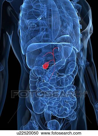 Healthy gallbladder, artwork View Large Illustration Clipart - Healthy gallbladder, artwork. Fotosearch