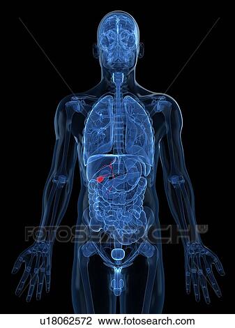 Drawing - Healthy gallbladder, artwork. Fotosearch