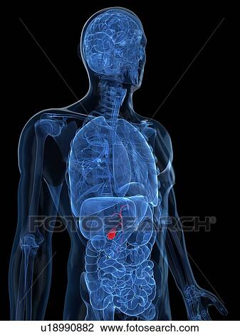 Healthy gallbladder, artwork View Large Illustration Drawing - Healthy gallbladder, artwork. Fotosearch