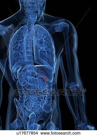 Stock Illustration - Healthy gallbladder, artwork. Fotosearch
