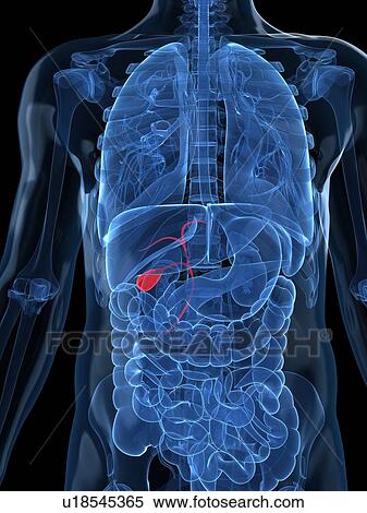 Stock Illustration - Healthy gallbladder, artwork. Fotosearch