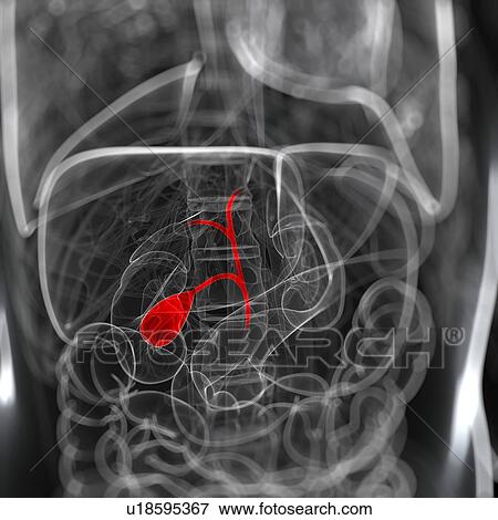 Healthy gallbladder, artwork View Large Illustration Stock Illustration - Healthy gallbladder, artwork. Fotosearch