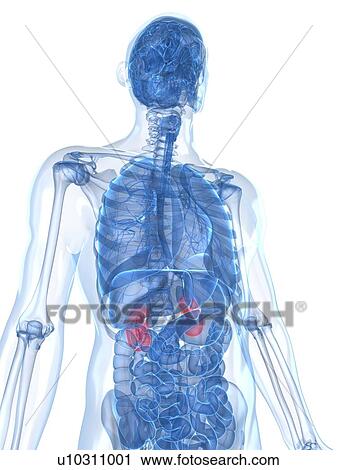 Clip Art - Healthy kidneys, artwork. Fotosearch