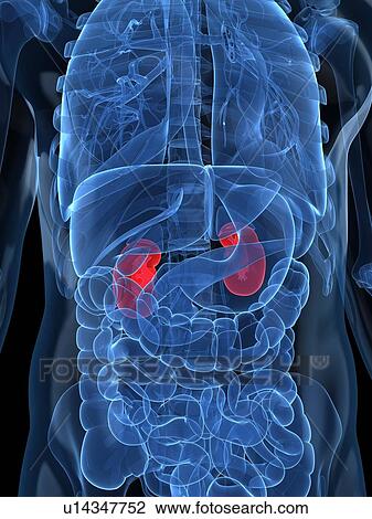 Healthy kidneys, artwork View Large Illustration Drawing - Healthy kidneys, artwork. Fotosearch