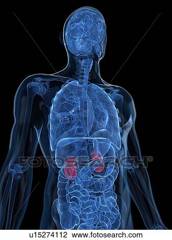 Healthy kidneys, artwork View Large Illustration Drawing - Healthy kidneys, artwork. Fotosearch