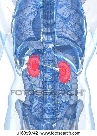 Healthy kidneys, artwork View Large Illustration Drawing - Healthy kidneys, artwork. Fotosearch