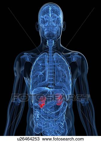 Drawing - Healthy kidneys, artwork. Fotosearch
