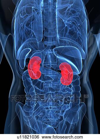Stock Illustration - Healthy kidneys, artwork. Fotosearch