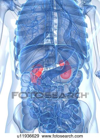 Stock Illustration - Healthy kidneys, artwork. Fotosearch