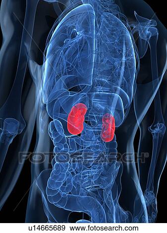 Stock Illustration - Healthy kidneys, artwork. Fotosearch