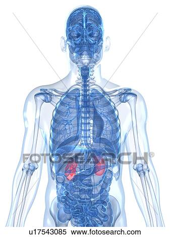 Stock Illustration - Healthy kidneys, artwork. Fotosearch