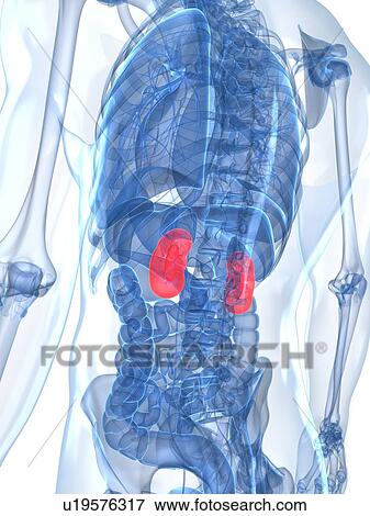 Stock Illustration - Healthy kidneys, artwork. Fotosearch