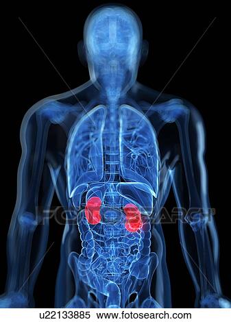 Stock Illustration - Healthy kidneys, artwork. Fotosearch