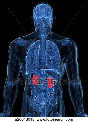 Stock Illustration - Healthy kidneys, artwork. Fotosearch
