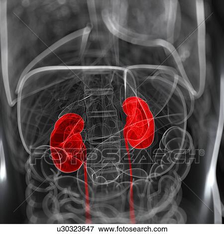Stock Illustration - Healthy kidneys, artwork. Fotosearch