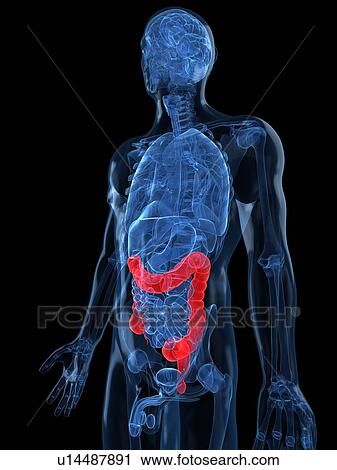 Clip Art - Healthy large intestines, artwork. Fotosearch