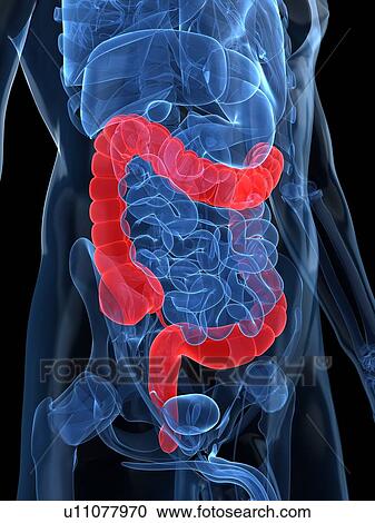 Healthy large intestines, artwork View Large Illustration Clipart - Healthy large intestines, artwork. Fotosearch