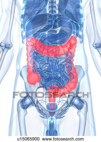 Healthy large intestines, artwork View Large Illustration Clipart - Healthy large intestines, artwork. Fotosearch
