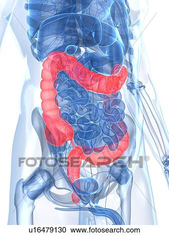 Healthy large intestines, artwork View Large Illustration Clipart - Healthy large intestines, artwork. Fotosearch